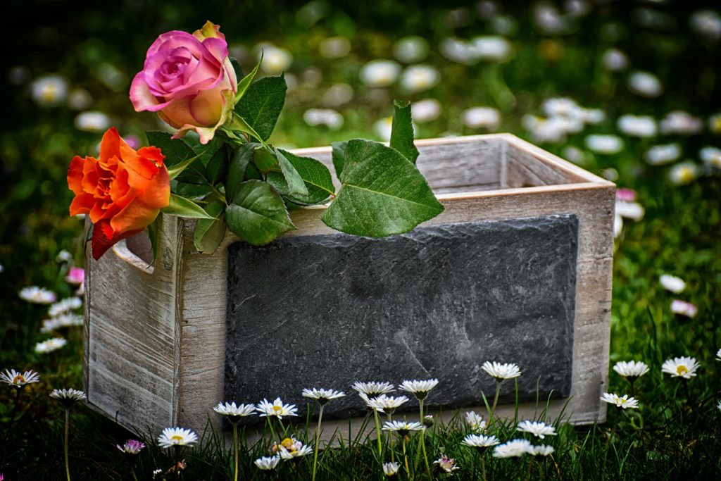roses-3638620_1920